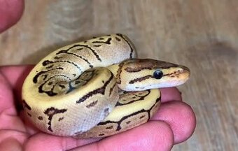 Python regius