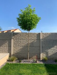 Agát robina pseudodoacacia umbraculifera