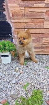 Pomeranian