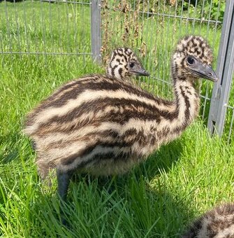 Predame mláďatá emu hnedého - 1