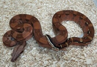 Boa imperator - Hypo Aztec Red Pastel het Sharp Albino