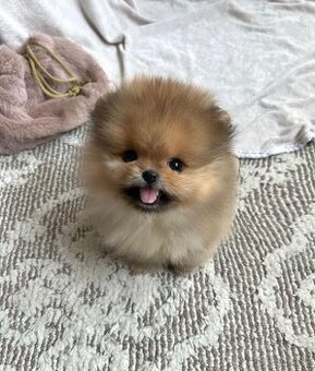 Pomeranian - trpasličí špic