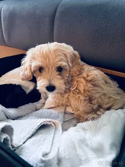 10 týždňové Maltipoo