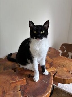 Svojská Lolla(pivo) hľadá domov