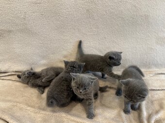 Britská modrá , 2 mačicky
