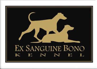 DOBERMANN šteniatka s P.P.