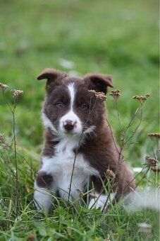 Border Kolia šteniatko s papiermi