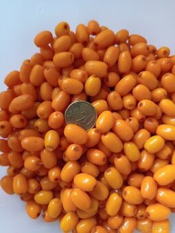 Rakytník rašetliakovy Botanika