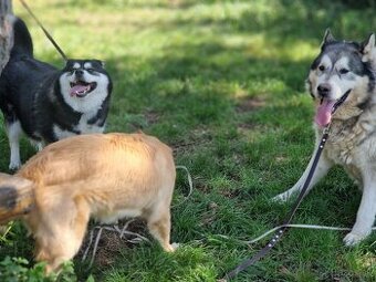 Husky fenka sterilizovaná