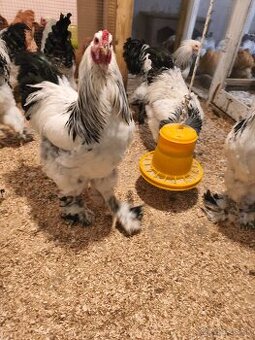 Brahmanka svetlá čierna Columbia