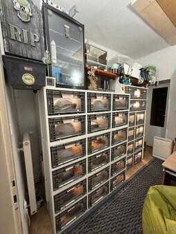 Kvalitné pytóny kráľovské z prémiovej chovnej stanice