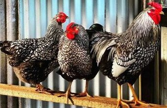 Predám kuriatka wyandotky lemovanej