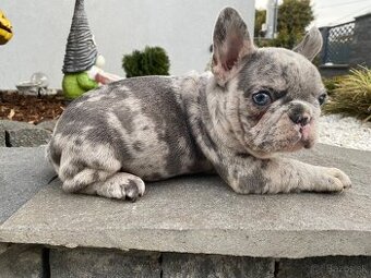 Francuzsky buldoček