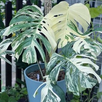 Monstera Albo variegata - odrezky s top genetikou