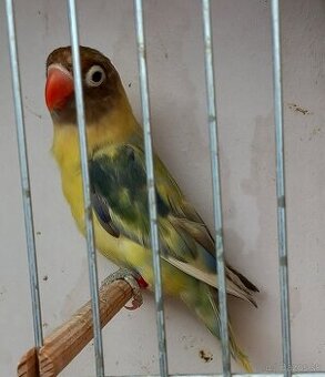 Agapornis škraboškový samica