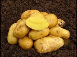 Predám  domáce zemiaky odroda SUNITA žlta podobna megan 0.70