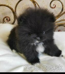 Pomeranian Mini Black