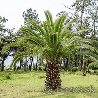 Phoenix canariensis - Ðatľovník kanarsky