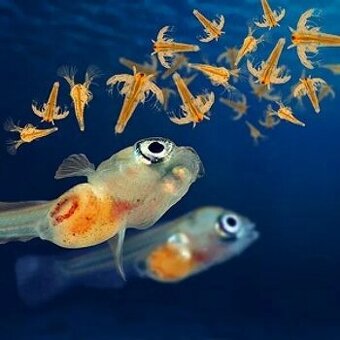 Artemia