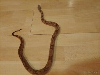 Boa Constrictor
