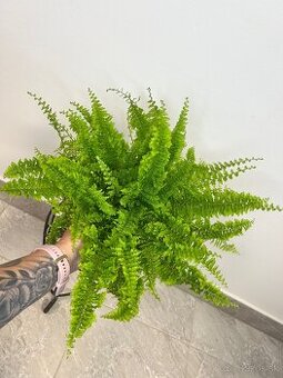 Nephrolepis exaltata Vitale papraď
