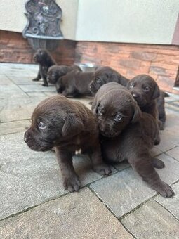 Šteniatka Labradora hnedého.