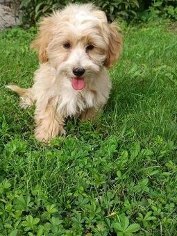 Maltipoo