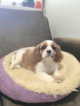 Kavalier,cavalier king charles spaniel
