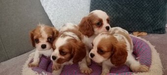 Kavalier,cavalier king charles spaniel