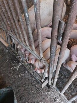 Predám odstavčat typ landras...