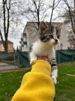 REZERVOVANÉ Darujem Mačiatka - kocúrik, mačička