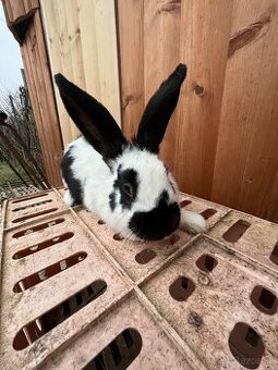 Český strakáč samec