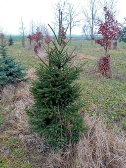 VIANOCNY ZIVY STROMCEK