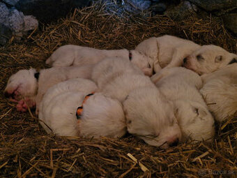 Stredoázijský ovčiak s PP