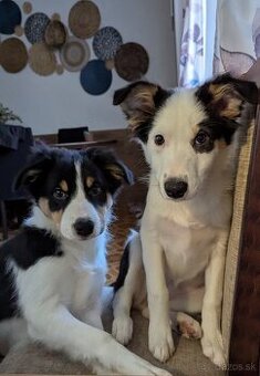 Border kolia tricolor