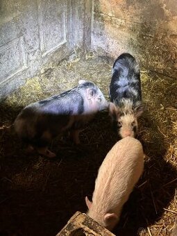 Vietnamske prasiatka