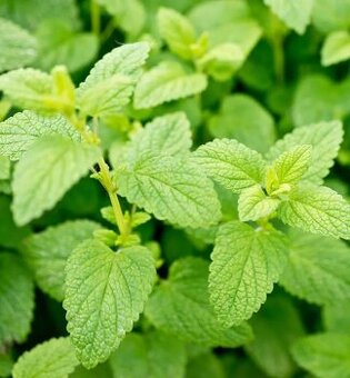 Medovka - medonosná, nenáročná trvalka