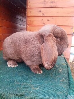 Francúzky baran havanovitý