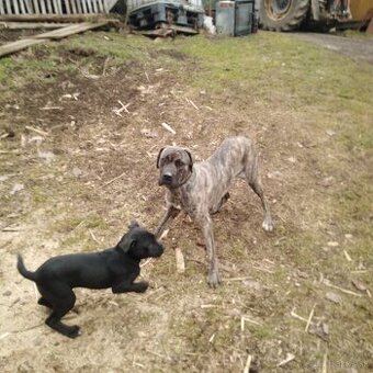 Cane corso