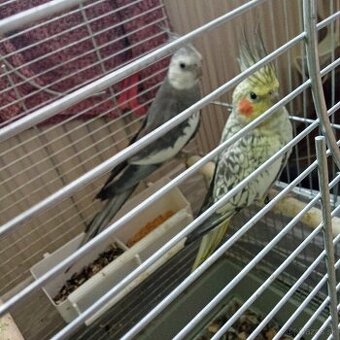 Chovný pár korely perlove