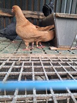 Holuby benesovske hubbel gigant homer