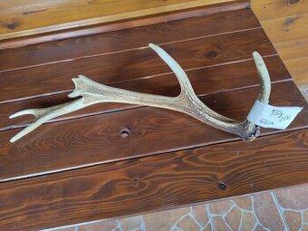 Jelenie parohy,parožie