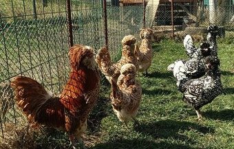 PREDÁM NASADOVÉ VAJCIA