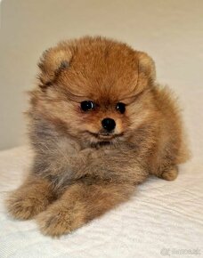 Pomeranian