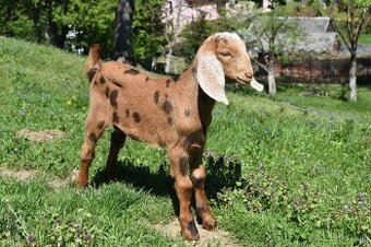 Predam Anglonubijske kozliatka