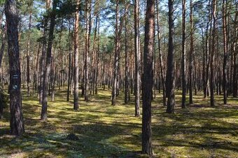 Lakšárska Nová Ves – 12.541 LESY v podiele 1/1 - NA PREDAJ