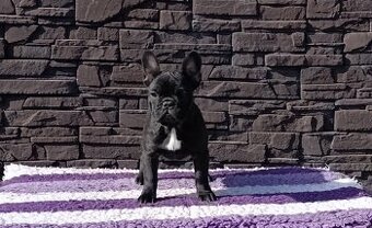 Francúzsky buldoček s PP/French bulldog
