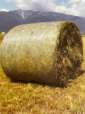 Predám velke okruhle balíkované SENO z biofarmy