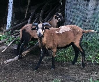 Kamerunské ovce a barany