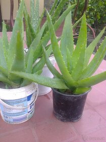 Aloe vera ,ruže. žlté červené levandulu trúbkovec....